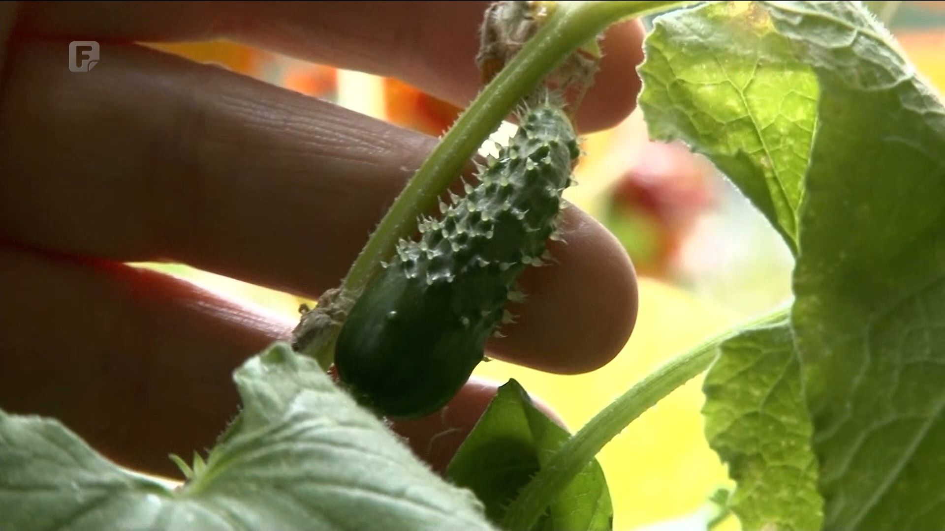 Što je urbano vrtlarstvo?